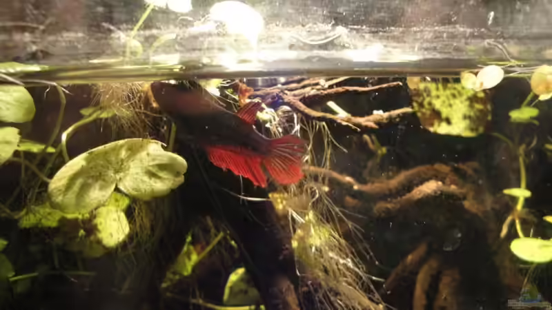 Betta Splendens von Laura (21)