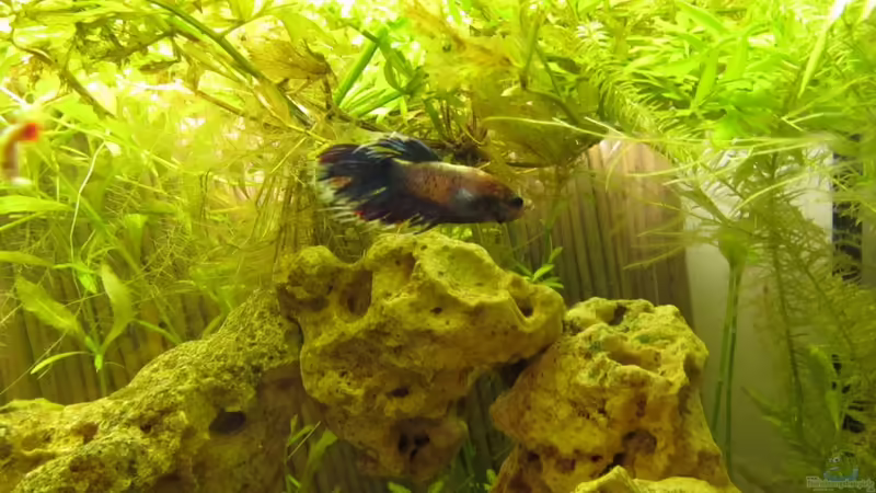 Betta Splendens von Thomas Priebe (5)
