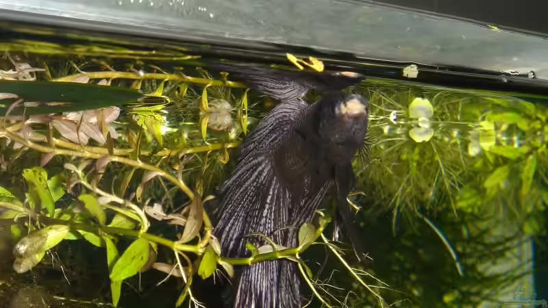 betta splendens von Traenenreiter (10)