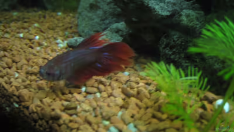 Betta splendens W (11.03.09) von Frank Förster (7)