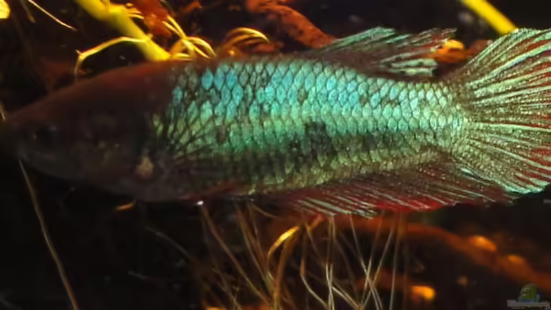 Betta Splendens weiblich von Laura (20)