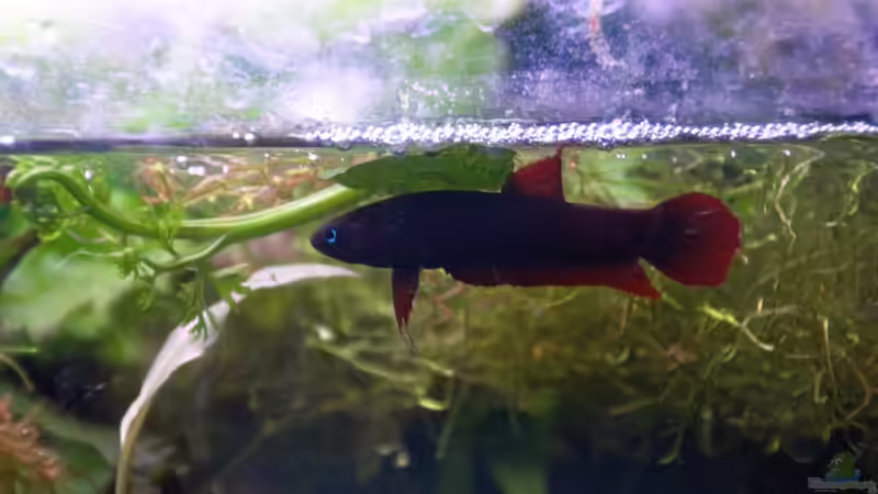 Betta tussyae - Weibchen unter Schaumnest von Dominik (12)