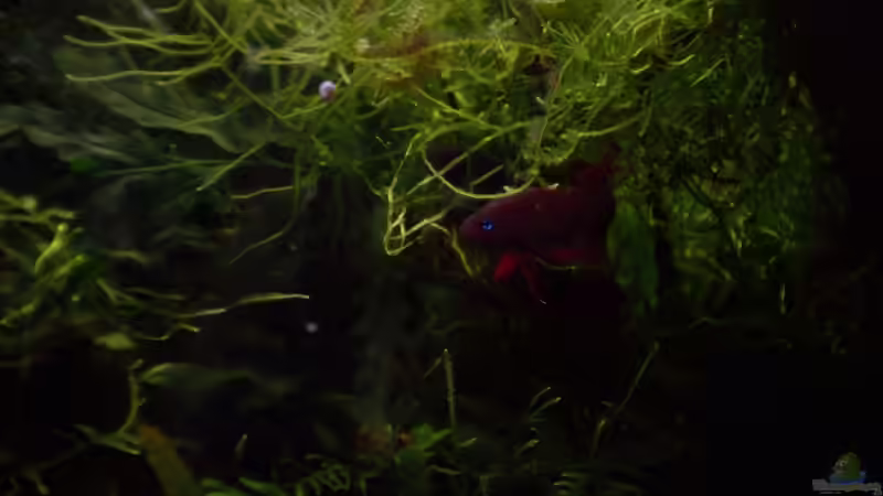 Betta tussyae (m) von Dominik (11)