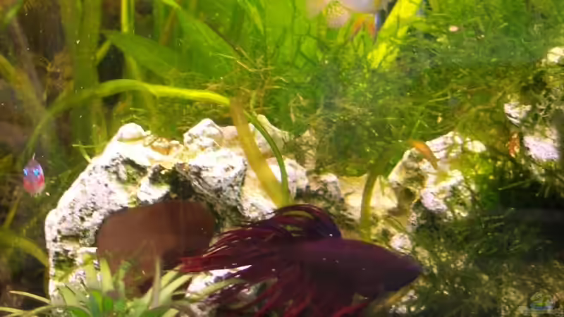 Betta und Ramirezi von der_nevs (10)