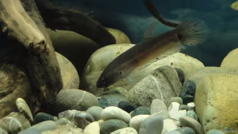 Betta unimaculata w von Laura (46)