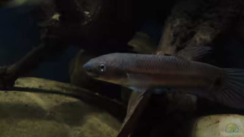 Betta unimaculata im Aquarium halten (Einrichtungsbeispiele für Schlanker Riesenkampffisch)