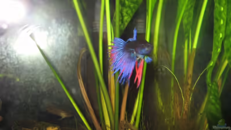 Betta von tenebroso (4)