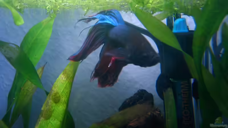 Betta von z0oL (4)