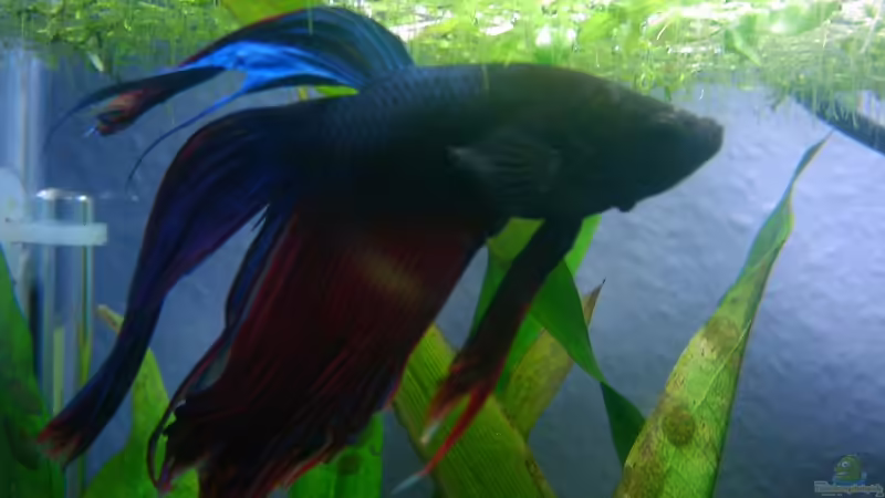 Betta von z0oL (5)
