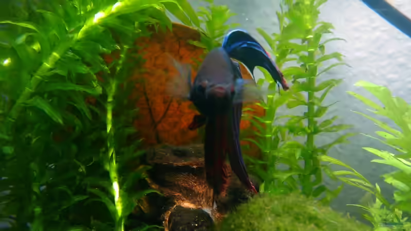 Betta von z0oL (7)