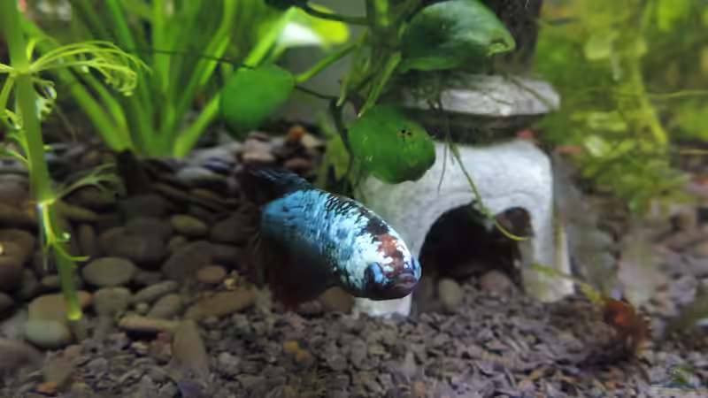 Betta Weibchen Ahri von OreoEmmy (12)