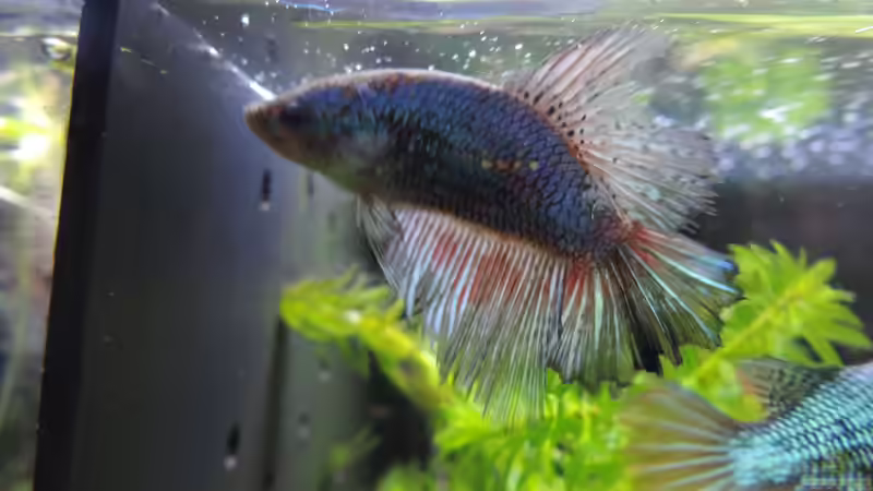 Betta Weibchen Aranea von OreoEmmy (16)