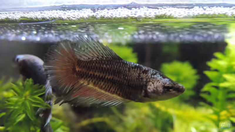 Betta Weibchen Pandoria von OreoEmmy (18)