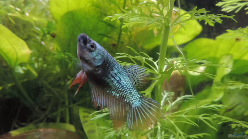 Betta Weibchen Rei von OreoEmmy (14)