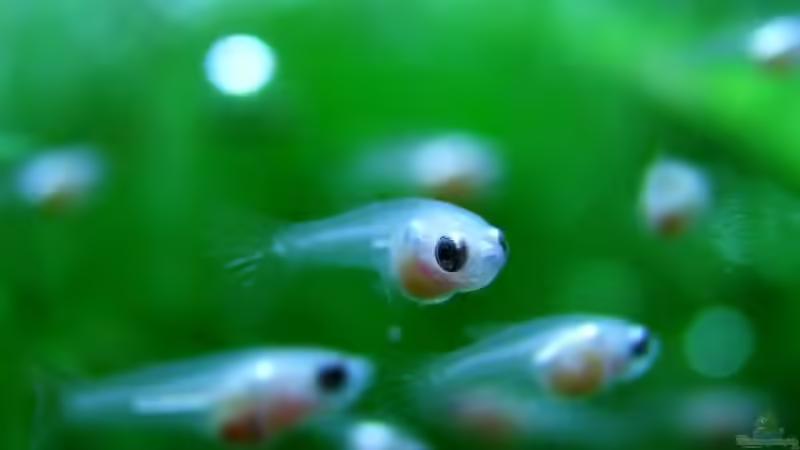 Bettababies- ob einer von den Dreien der vorige Hausherr geworden ist? Unwahrscheinlich, von Denise83 (16)