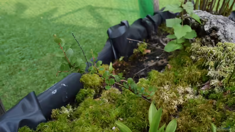 Betula nana Zwergbirke von Junglist (43)