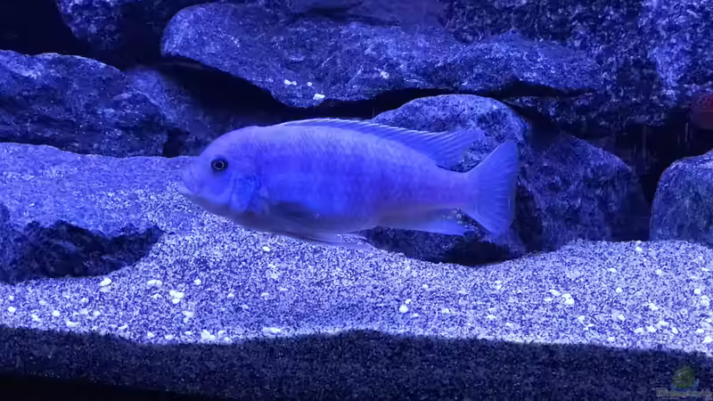 Beulenkopf Maulbrüter von CJ (19)