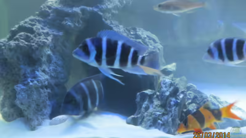 beulenkopfgruppe ikola blue  von eisbrecher (13)