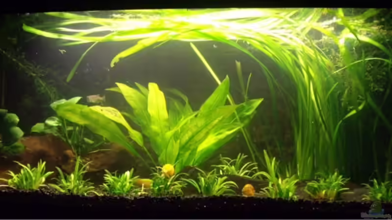 Bevor die neue Pflanze da war. von Fabian Held (3)