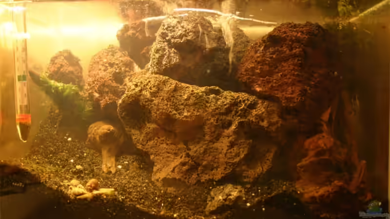 bevor die Pflanzen kammen von senf.. (6)