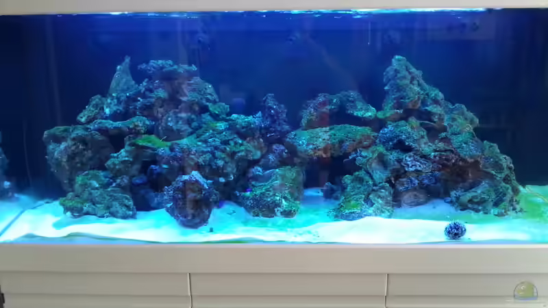 bevor ich die 5 Fische eingesetzt habe hatte ich 0,02 Nitrit. Doch 1 Tag später stieg es auf 0,6 mg an und ein Chromis starb. Jetzt werde ich auf jeden fall warten bis das Nitrit weg ist ! von urbi (70)