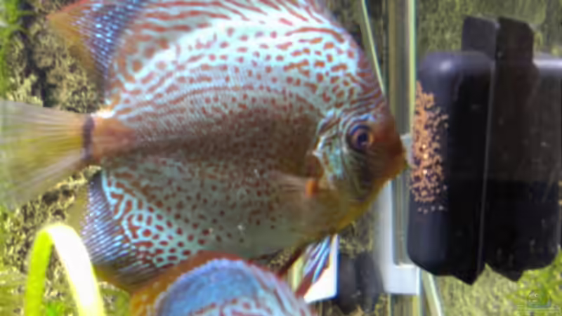 Bewachen des Geleges von Don Jupp (34)