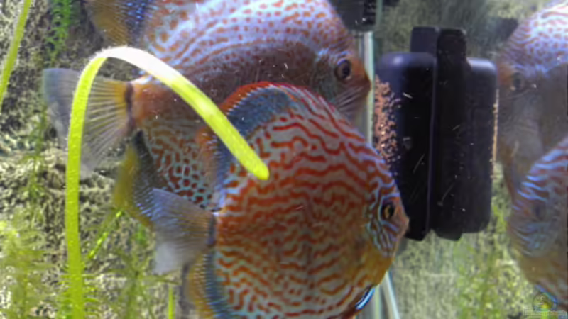 Bewachen des Geleges von Don Jupp (35)