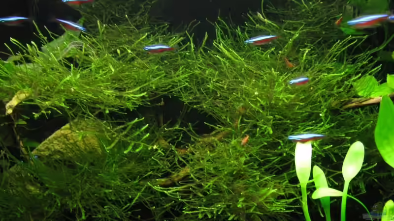 bewachsende Wurzel von gestresster (Sven) (3)