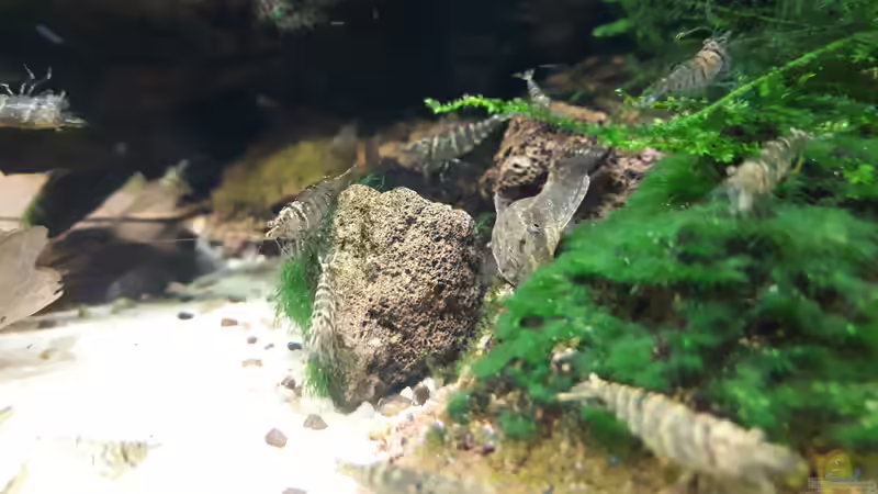 Bewachsene Lavasteine von SebBk (4)