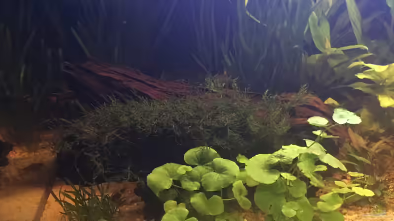 bewachsene Mangrovenwurzel von TinaAqua (20)