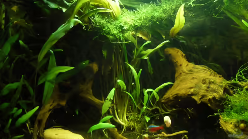 bewachsene Moorkienwurzel (links) von Annika (3)