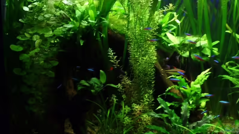 bewachsene Wurzel von Maggus (7)