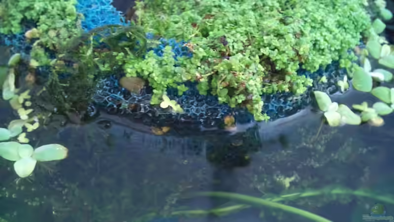 Bewachsener HMF von De O (7)