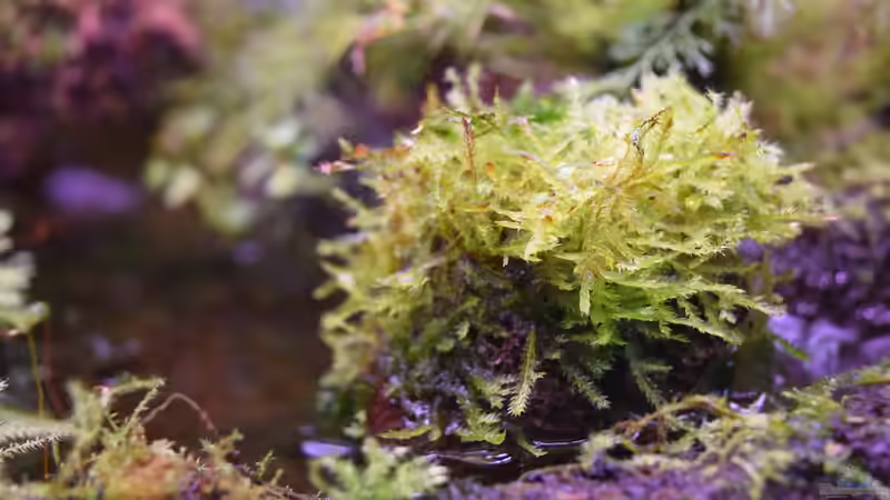 Bewachsener Lava-Brocken mit Java-Moos im Bachlauf von Junglist (17)