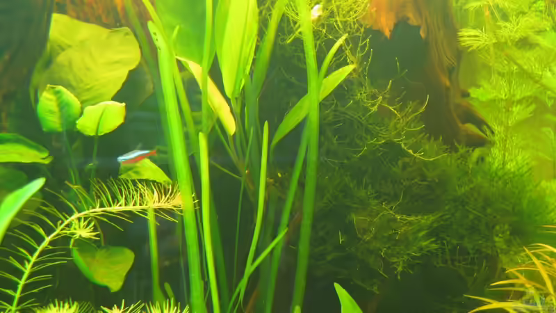 Bewachsener Mangrovenstamm von Rheinländer (22)