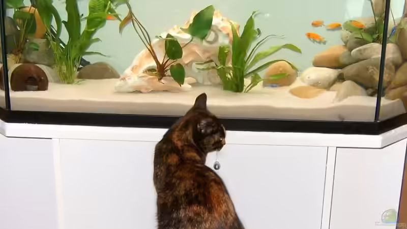 Beweis: Katzentraum/-kino von Kleene69 (9)