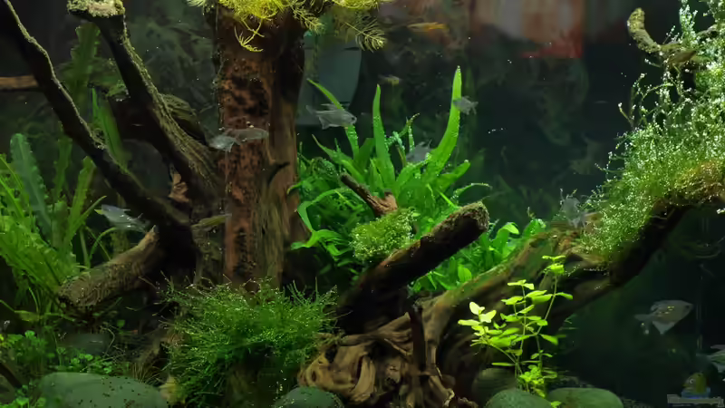 Bewohner, Algen und wuchernde Marsilea von Pseudomugil (15)