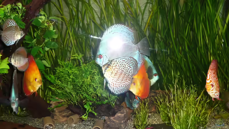 Bewohner 14.02.2014 von Aqualady (17)