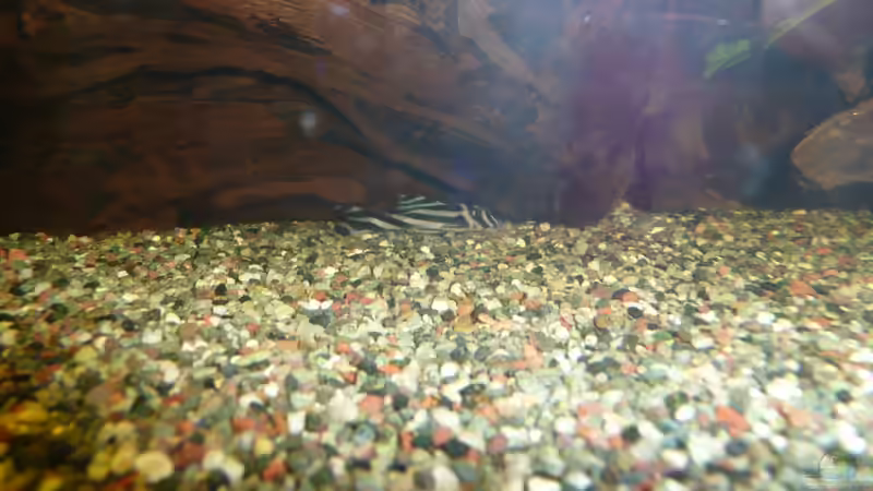 Bewohner L46 von Aqualady (7)