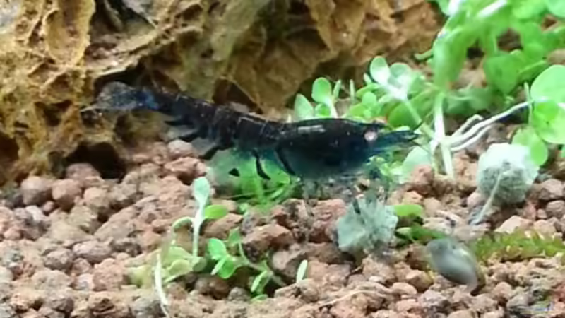 Bewohner von andreas69 (2)