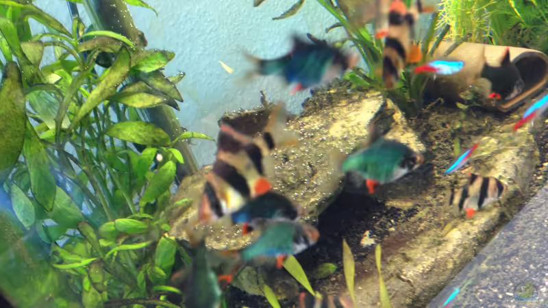 Bewohner von Andree84 (11)