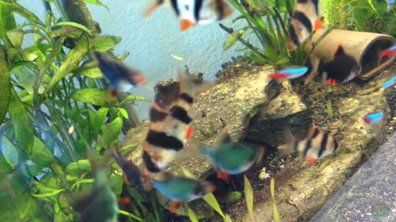 Bewohner von Andree84 (34)