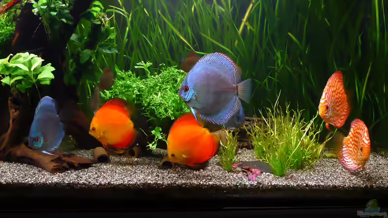 Bewohner1 14.02.2014 von Aqualady (18)