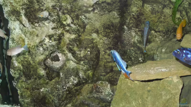 Bewuchs an der Rückwand von Volker Alms (22)