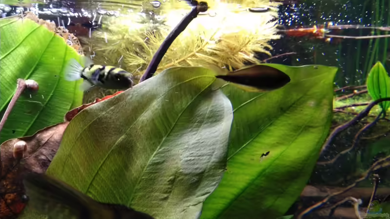 Bienchen  von SaMü (22)