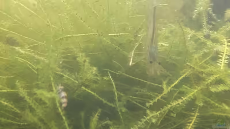 Biene und Amano von Kaddi (34)