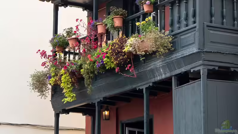 Bienen- und hummelfreundliche Balkonpflanzen: So gestaltest du einen lebendigen und nachhaltigen Balkon