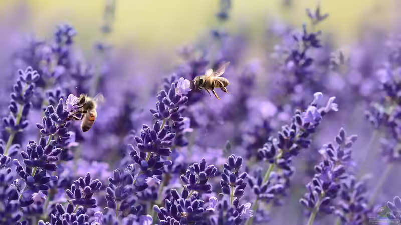 Bienen- und Insektenpflanzen: Wie du deinen Garten in ein Paradies für Bestäuber verwandelst