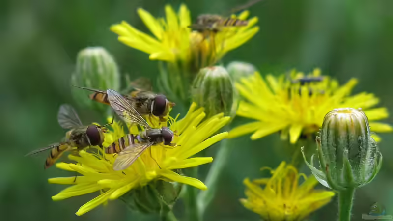 Bienen- und Insektenpflanzen: Wie du deinen Garten in ein Paradies für Bestäuber verwandelst