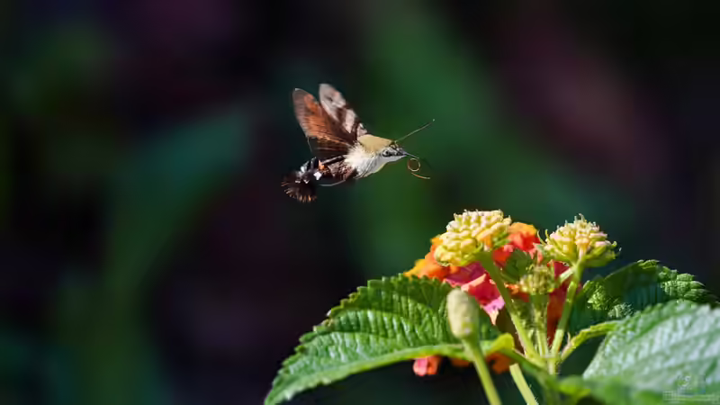 Bienen- und Insektenpflanzen: Wie du deinen Garten in ein Paradies für Bestäuber verwandelst